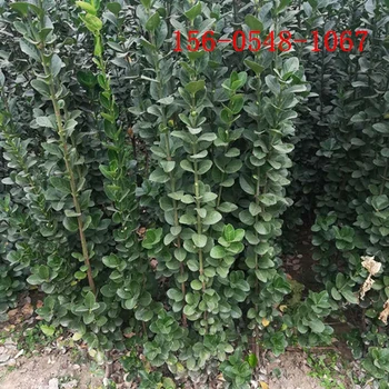 40-60公分北海道黃楊、1.8米北海道黃楊報價