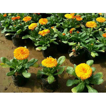 山西睡蓮花苗種植基地