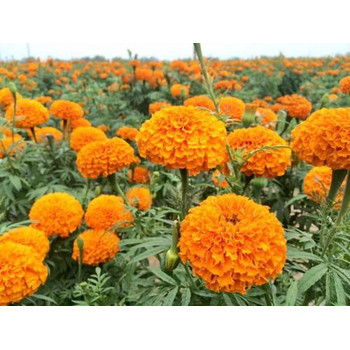 安徽太陽花花苗種植基地