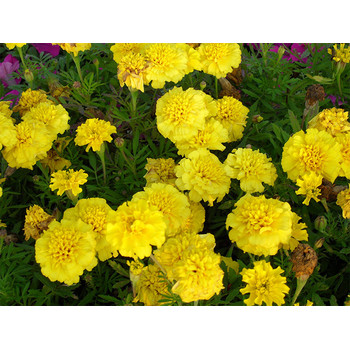 北京時(shí)令草花花苗種植基地