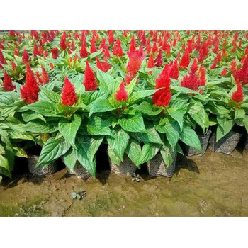 綠化苗木類草花花苗種植基地