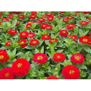 安徽菖蒲花苗種植基地