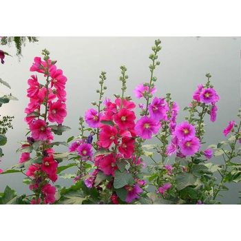 多年生草花草花花海種子