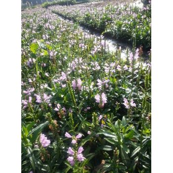 北京時(shí)令草花花苗種植基地