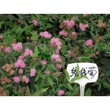 河北水生植物:花苗種植基地