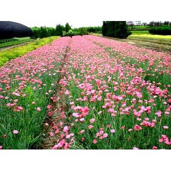 馬蘭開花效果花苗種植基地