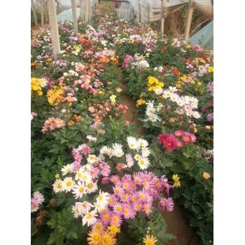 安徽菖蒲花苗種植基地