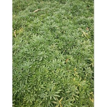 馬蘭開花效果花苗種植基地
