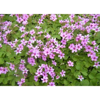湖北芝櫻花苗種植基地