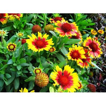 北京時(shí)令草花花苗種植基地