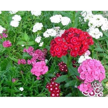 安徽小龍柏花苗種植基地