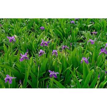 寧夏太陽花花苗種植基地