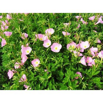 大花萱草山東青州草花種植基地草花花海種子