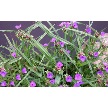 柳枝稷草花花苗種植基地