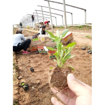 甘肅種苗花苗種植基地