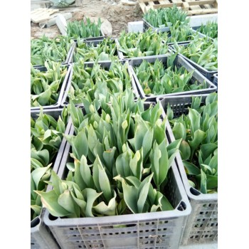 大花飛燕草山東青州草花種植基地草花花海種子