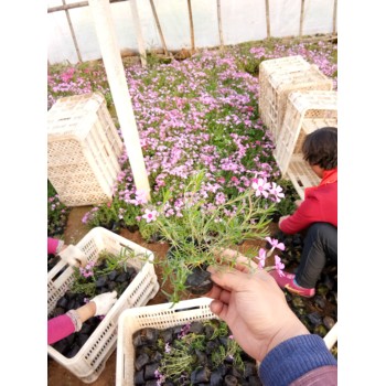河南長春花花苗種植基地