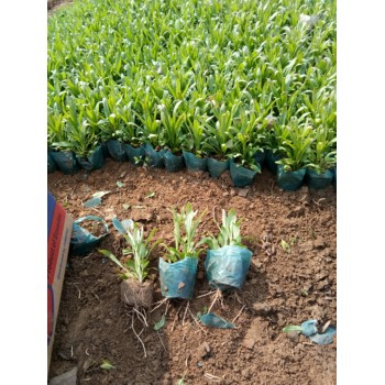 衛(wèi)茅開花效果花海種子