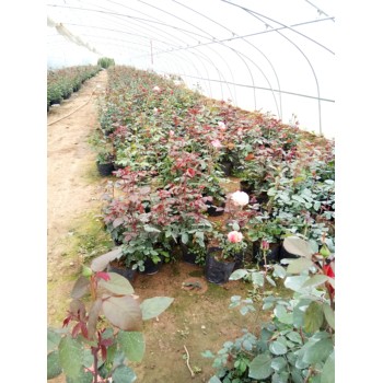 衛(wèi)茅開花效果花海種子