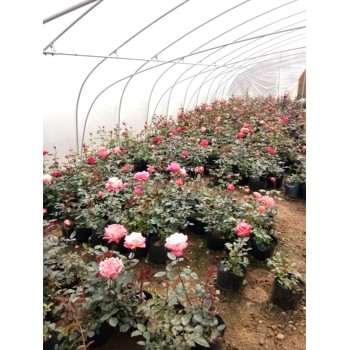 婆婆納山東青州草花種植基地草花花海種子