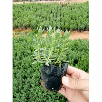 湖北水蔥花苗種植基地