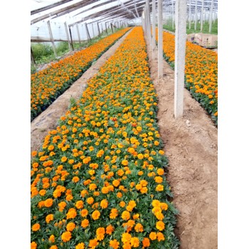 北京時(shí)令草花花苗種植基地