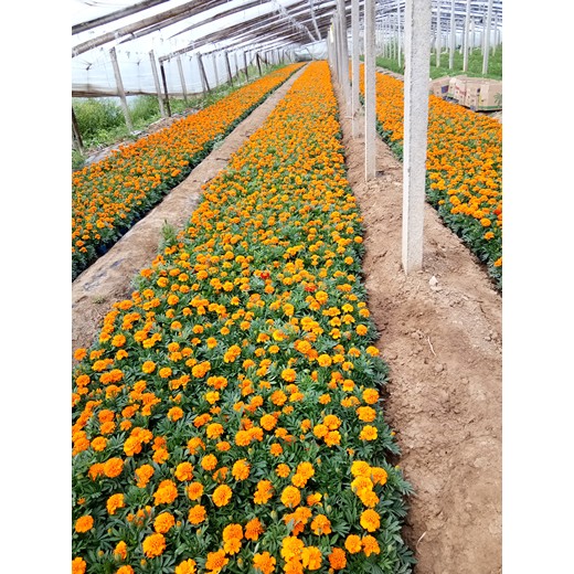 河北丁香花苗種植基地