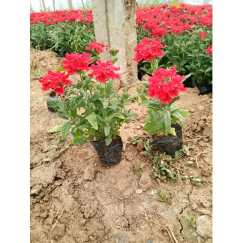陜西小兔子狼尾草花苗種植基地
