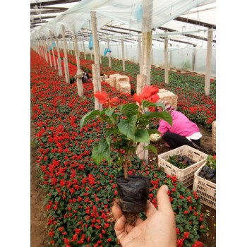 小龍柏開(kāi)花效果花苗種植基地