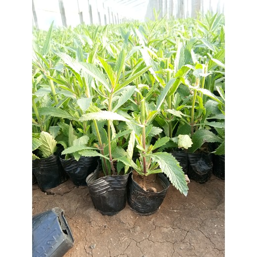 薰衣草山東青州草花種植基地開花效果花海種子