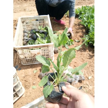 河北白晶菊山東青州草花種植基地花苗種植基地
