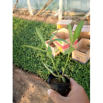 湖南鼠尾草花苗種植基地