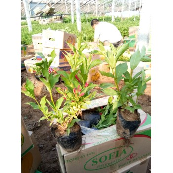 安徽萬壽菊花苗種植基地