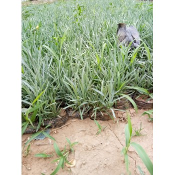 馬蘭開花效果花苗種植基地