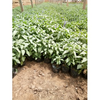 綠化苗木類草花花苗種植基地