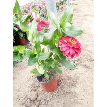 北京營養(yǎng)袋苗花苗種植基地