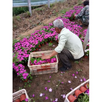 衛(wèi)茅開花效果花海種子