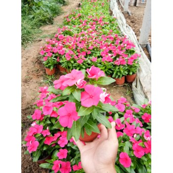 寧夏大花墻微花苗種植基地