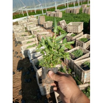 芝櫻開花效果花海種子
