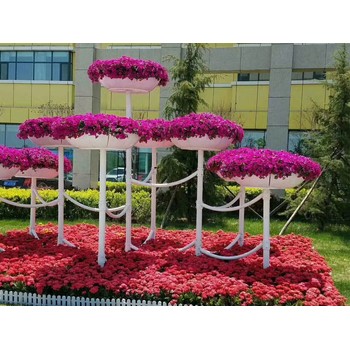 歐石竹山東青州草花種植基地草花花海種子