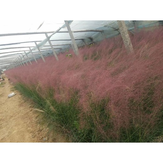 甘肅黑心菊山東青州草花種植基地花苗種植基地