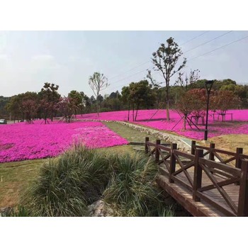 安徽鼠尾草花苗種植基地