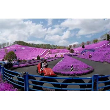 北京過(guò)路黃山東青州草花種植基地花苗種植基地