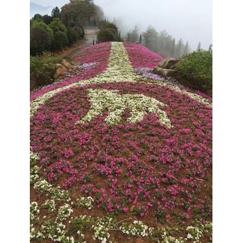 河南芝櫻花苗種植基地