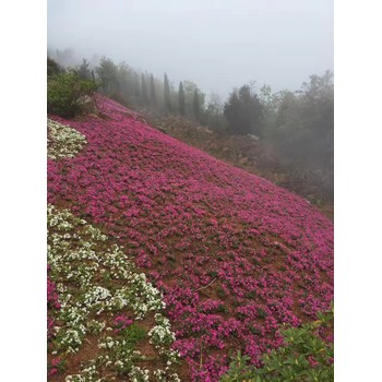 寧夏太陽花花苗種植基地