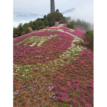 湖北紅景天山東青州草花種植基地花苗種植基地