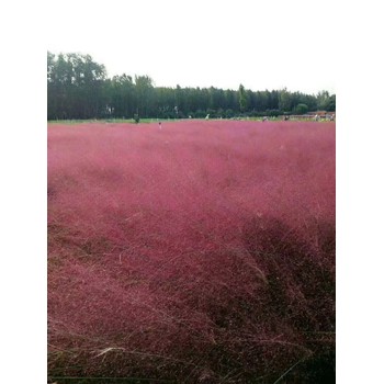 新疆五色草花苗種植基地