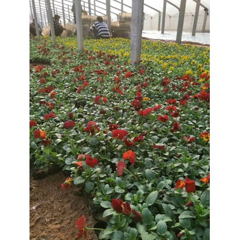 甘肅紅葉波菜花苗種植基地