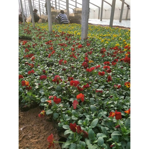 山西瓜子黃楊花苗種植基地