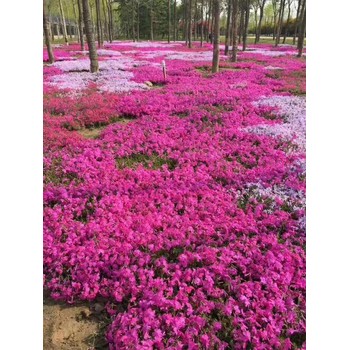 多年生草花草花花海種子